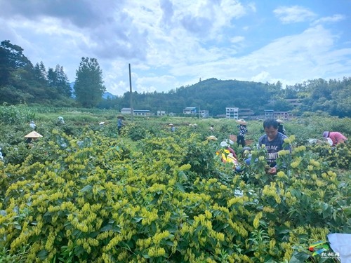 永安鄉(xiāng)：金銀花飄香 村民采收忙