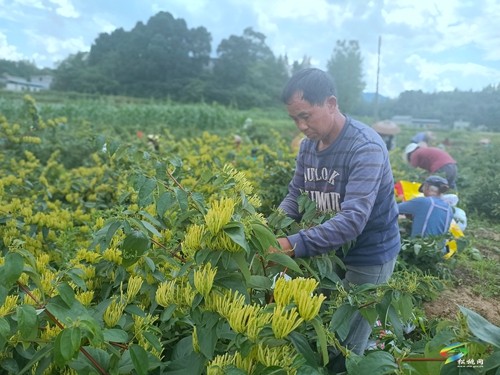 永安鄉(xiāng)：金銀花飄香 村民采收忙