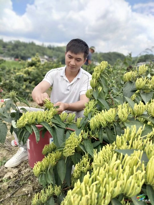 永安鄉(xiāng)：金銀花飄香 村民采收忙