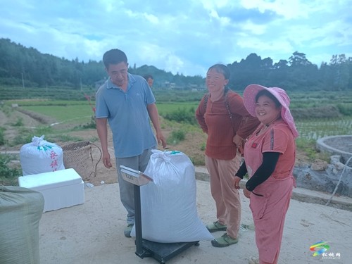 永安鄉(xiāng)：金銀花飄香 村民采收忙