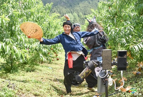 松桃：果園桃飄香 直播助農(nóng)忙