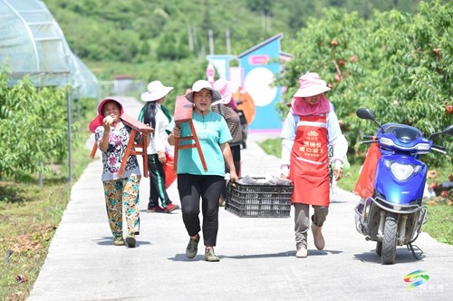 松桃：果園桃飄香 直播助農(nóng)忙