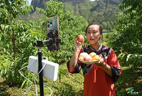 松桃：果園桃飄香 直播助農(nóng)忙