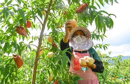 松桃：果園桃飄香 直播助農(nóng)忙