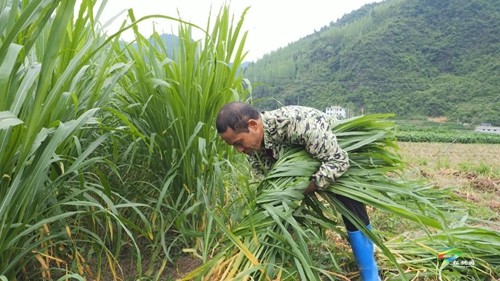【老區(qū)新影像】松桃永安鄉(xiāng)：家庭“小農(nóng)場”激活鄉(xiāng)村振興“大文章”