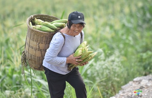 松桃：開展鮮食玉米測產(chǎn)驗(yàn)收 比較試驗(yàn)篩選優(yōu)質(zhì)品種
