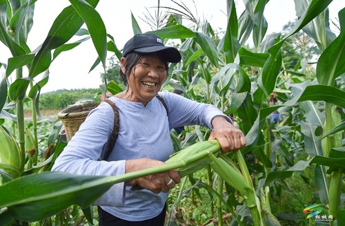 松桃：開展鮮食玉米測產(chǎn)驗(yàn)收 比較試驗(yàn)篩選優(yōu)質(zhì)品種