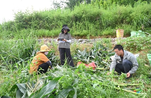 松桃：開展鮮食玉米測產(chǎn)驗(yàn)收 比較試驗(yàn)篩選優(yōu)質(zhì)品種