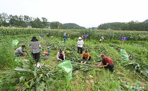 松桃：開展鮮食玉米測產(chǎn)驗(yàn)收 比較試驗(yàn)篩選優(yōu)質(zhì)品種