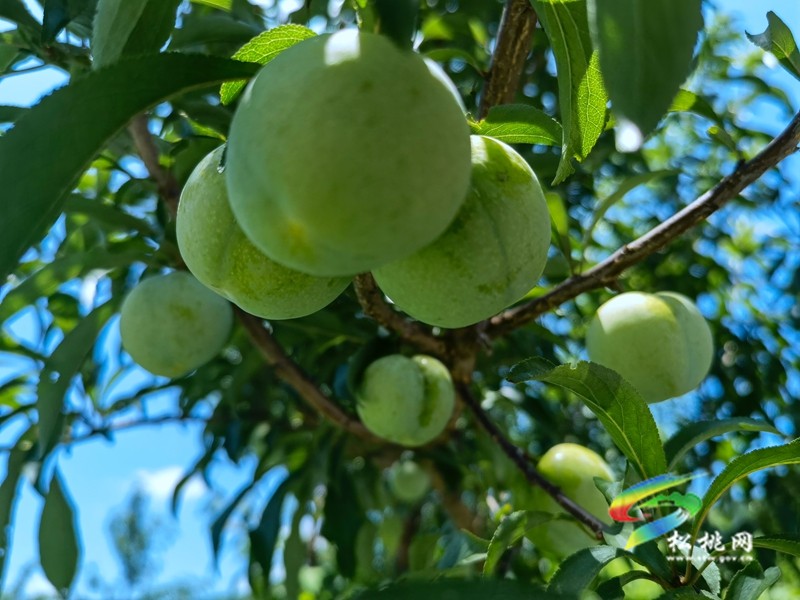 松桃瓦溪鄉(xiāng)：發(fā)展特色產(chǎn)業(yè)促農(nóng)增收致富