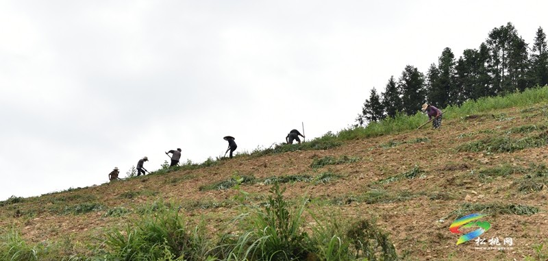 平頭鎮(zhèn)平土村：山上種茶田頭理“材”長短結合促振興