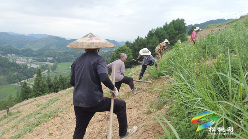 平頭鎮(zhèn)平土村：山上種茶田頭理“材”長短結合促振興