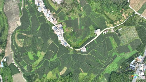 大坪場鎮(zhèn)：大豆玉米帶狀復(fù)合種植助力穩(wěn)糧增豆