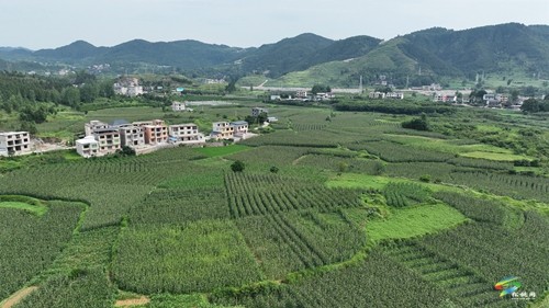 大坪場鎮(zhèn)：大豆玉米帶狀復(fù)合種植助力穩(wěn)糧增豆