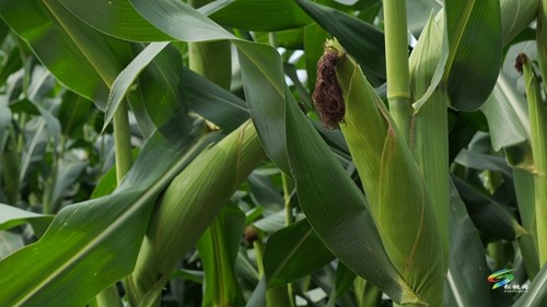 大坪場鎮(zhèn)：大豆玉米帶狀復(fù)合種植助力穩(wěn)糧增豆