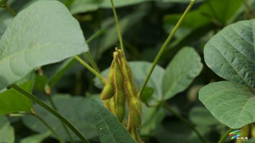 大坪場鎮(zhèn)：大豆玉米帶狀復(fù)合種植助力穩(wěn)糧增豆