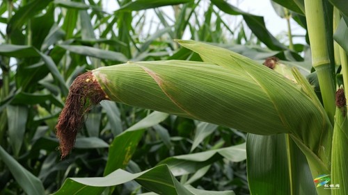 大坪場鎮(zhèn)：大豆玉米帶狀復(fù)合種植助力穩(wěn)糧增豆