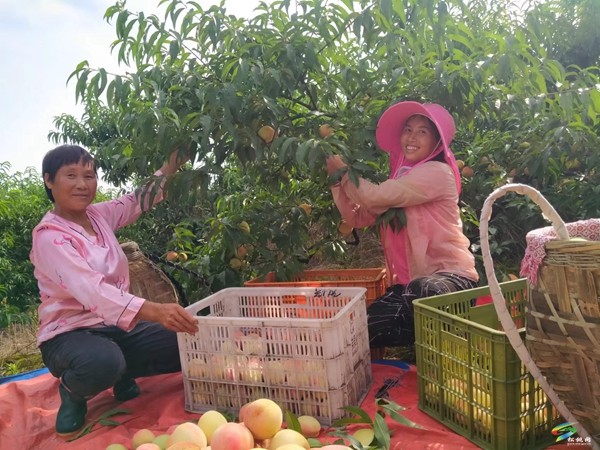 寨英鎮(zhèn)水源村：桃子已成熟 邀你來采摘