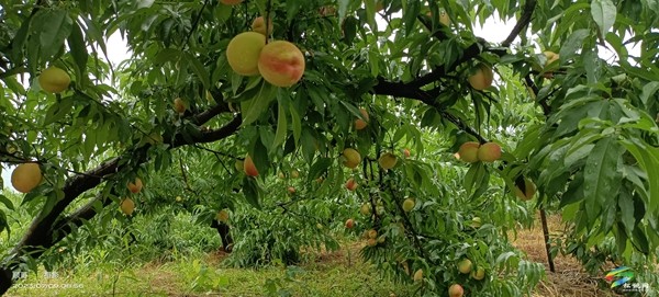 寨英鎮(zhèn)水源村：桃子已成熟 邀你來采摘