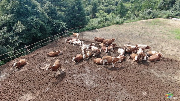 黃板鎮(zhèn)：肉牛養(yǎng)殖產(chǎn)業(yè)助力鄉(xiāng)村振興
