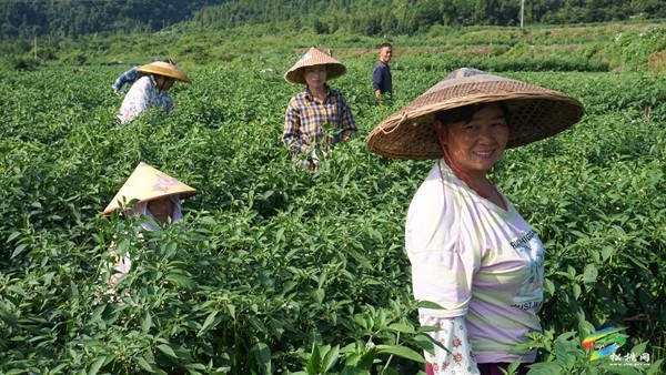 松桃：千畝美人椒  “美”出致富新門(mén)路