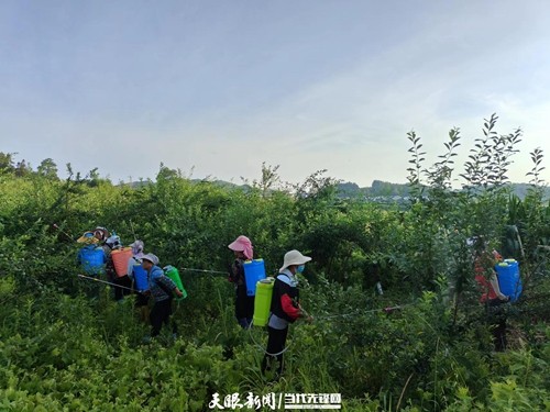 松桃：黃金蜜李 綠了園區(qū)“蜜”了村