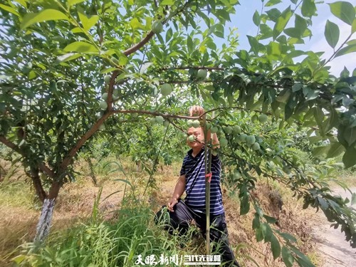 松桃：黃金蜜李 綠了園區(qū)“蜜”了村