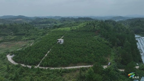 正大:蜂糖李“甜蜜”上市