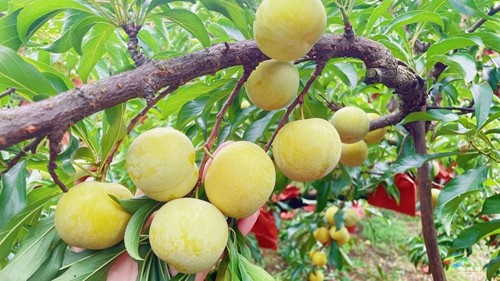 正大:蜂糖李“甜蜜”上市