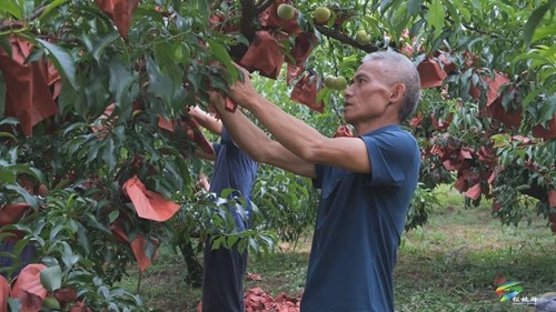 正大:蜂糖李“甜蜜”上市