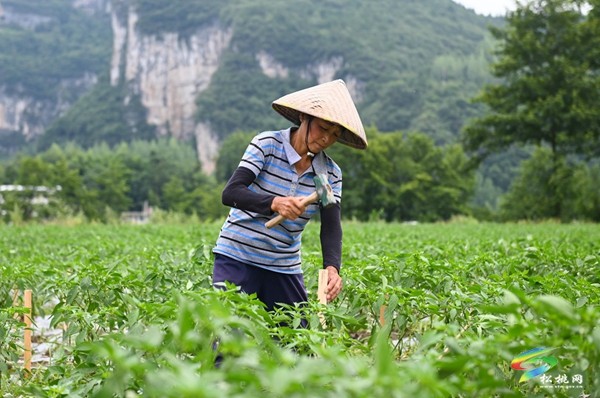 烏羅鎮(zhèn)：發(fā)展特色農(nóng)業(yè) 助力鄉(xiāng)村振興