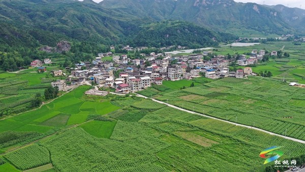 烏羅鎮(zhèn)：發(fā)展特色農(nóng)業(yè) 助力鄉(xiāng)村振興