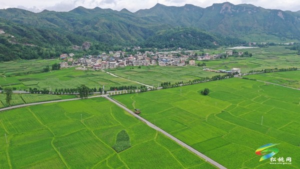 烏羅鎮(zhèn)：發(fā)展特色農(nóng)業(yè) 助力鄉(xiāng)村振興