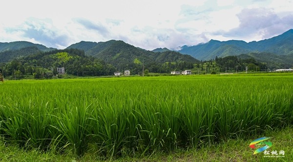 烏羅鎮(zhèn)：發(fā)展特色農(nóng)業(yè) 助力鄉(xiāng)村振興