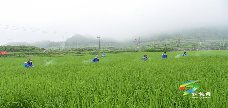 我縣舉辦2023年農(nóng)作物病蟲害綠色防控與統(tǒng)防統(tǒng)治現(xiàn)場培訓(xùn)會
