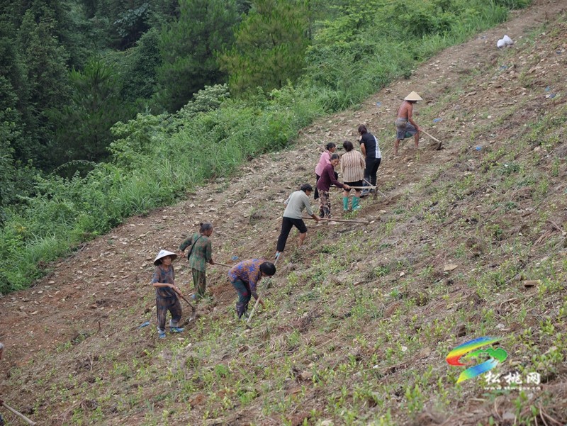 平頭鎮(zhèn)：夏茶管護促增收