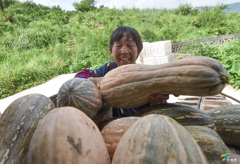 松桃:南瓜成熟采收忙