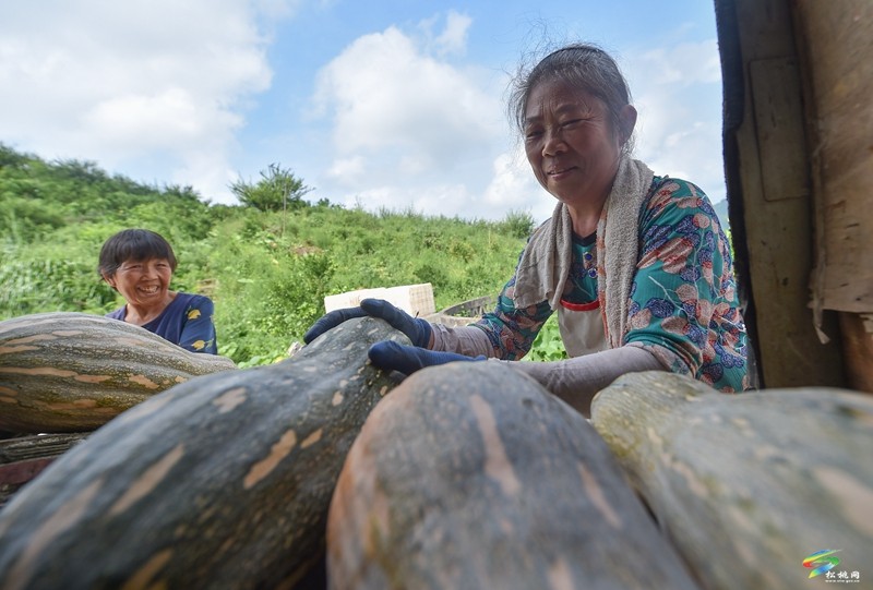 松桃:南瓜成熟采收忙