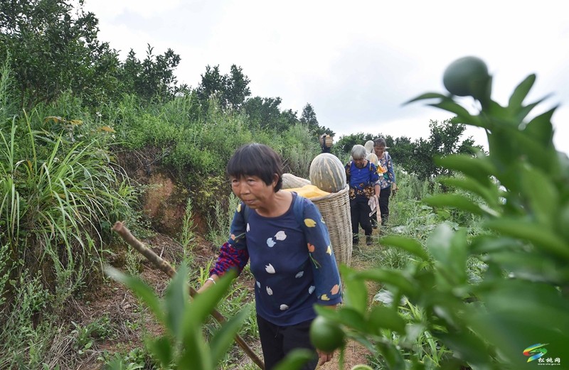 松桃:南瓜成熟采收忙