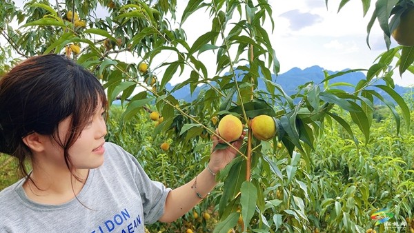 寨英鎮(zhèn)水源十萬余斤黃桃開摘了