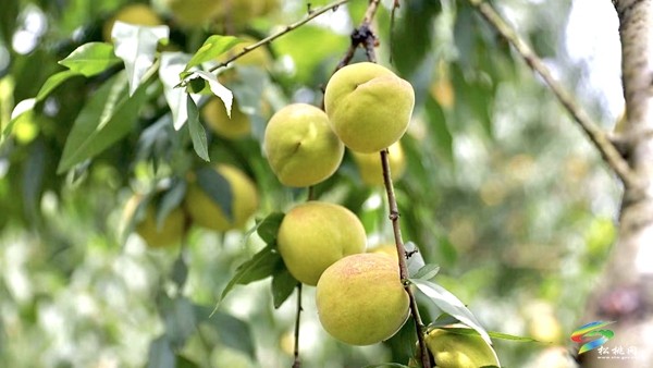 寨英鎮(zhèn)水源村：黃桃滿枝頭?果農迎豐收