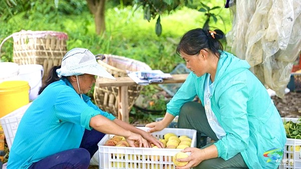 寨英鎮(zhèn)水源村：黃桃滿枝頭?果農迎豐收