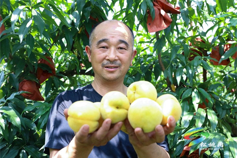 果香滿枝頭，等你來(lái)采摘