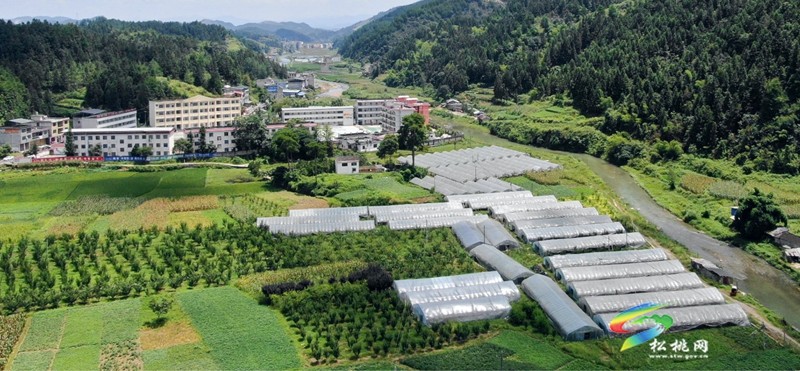 果香滿枝頭，等你來(lái)采摘