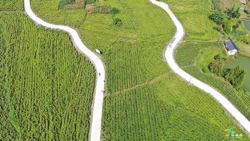 松桃：辣椒新品種測(cè)產(chǎn)超2000斤