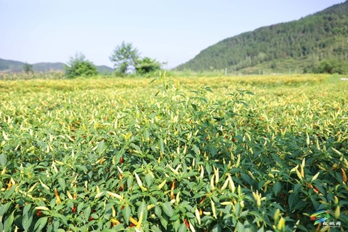 松桃：辣椒新品種測(cè)產(chǎn)超2000斤