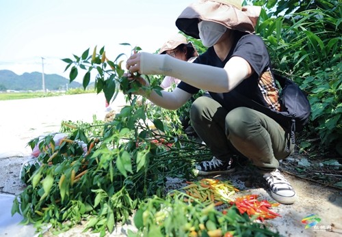 松桃：辣椒新品種測(cè)產(chǎn)超2000斤