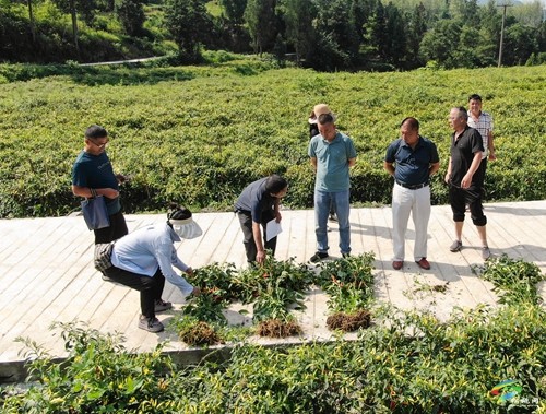 松桃：辣椒新品種測(cè)產(chǎn)超2000斤