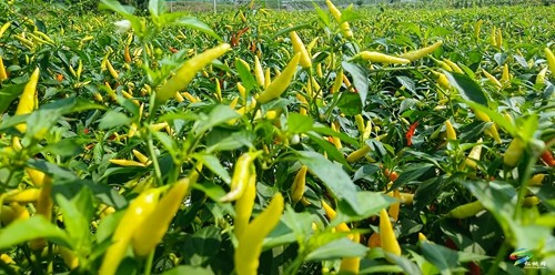 松桃：辣椒新品種測(cè)產(chǎn)超2000斤