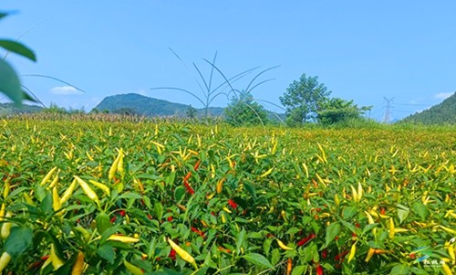 松桃：辣椒新品種測(cè)產(chǎn)超2000斤